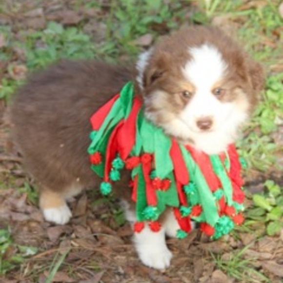 Meet your Posher, Lori - Picture 3 of 5